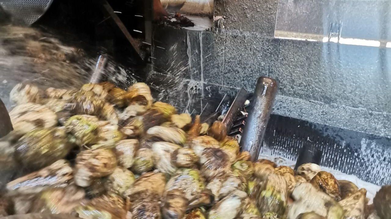 Kahramanmaraş’ta Pancar Hasadı Başladı: Rekor Üretim Bekleniyor