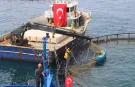 Türk Somonu ihracatta Rekor Yolunda... Üretim 75 Bin Tona Ulaştı