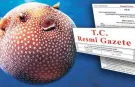 Balon Balığı Avcılığı Desteği Artırıldı: Zehirli Türe 35 TL Ödenecek