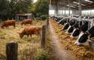 Hayvancılık İşletmeleri A'dan E'ye Sınıflandırılacak