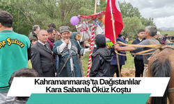 Kahramanmaraş’ta Dağıstanlılar Kara Sabanla Öküz Koştu