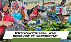 Kahramanmaraş'ta Salatalık Hasadı Başladı: 35 Bin Ton Rekolte Bekleniyor