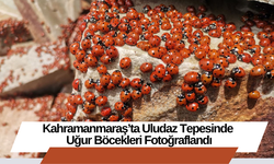 Kahramanmaraş’ta Uludaz Tepesinde Uğur Böcekleri Fotoğraflandı
