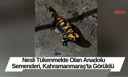 Nesli Tükenmekte Olan Anadolu Semenderi, Kahramanmaraş'ta Görüldü