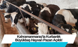 Kahramanmaraş'ta Kurbanlık Büyükbaş Hayvan Pazarı Açıldı!