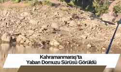 Kahramanmaraş’ta Yaban Domuzu Sürüsü Görüldü