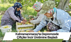 Kahramanmaraş’ta Depremzede Çiftçiler İncir Üretimine Başladı