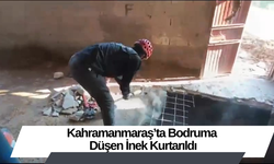 Kahramanmaraş’ta Bodruma Düşen İnek Kurtarıldı