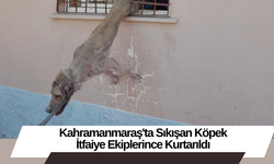 Kahramanmaraş'ta Sıkışan Köpek İtfaiye Ekiplerince Kurtarıldı