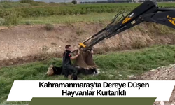 Kahramanmaraş’ta Dereye Düşen Hayvanlar Kurtarıldı