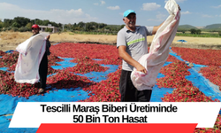 Tescilli Maraş Biberi Üretiminde 50 Bin Ton Hasat