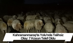 Kahramanmaraş'ta Yolu'nda Talihsiz Olay: 7 Koyun Telef Oldu