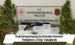 Kahramanmaraş’ta Evinde Kenevir Yetiştiren 1 Kişi Yakalandı