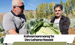 Kahramanmaraş’ta Dev Lahana Hasadı