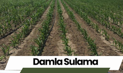 Damla Sulama