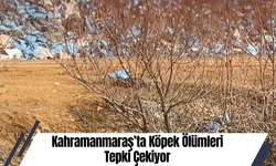 Kahramanmaraş’ta Köpek Ölümleri Tepki Çekiyor