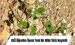 KSÜ Öğretim Üyesi Yeni Bir Bitki Türü Keşfetti: “Trigonella selcuk-bayraktarii”