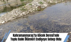 Kahramanmaraş’ta Göcek Deresi’nde Toplu Balık Ölümleri Endişeye Sebep Oldu
