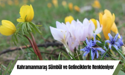 Kahramanmaraş Sümbül ve Gelinciklerle Renkleniyor