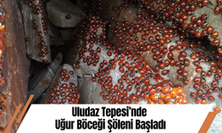 Uludaz Tepesi’nde Uğur Böceği Şöleni Başladı