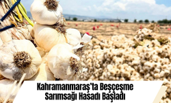 Kahramanmaraş’ta Beşçeşme Sarımsağı Hasadı Başladı