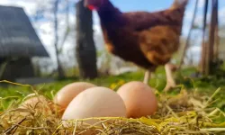 Destekleme ve Fiyat İstikrar Fonu'nda Değişiklik... O Fon Kesintisi Kaldırıldı!