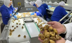 Kuru İncir İhracatı 350 Milyon Doları Aştı