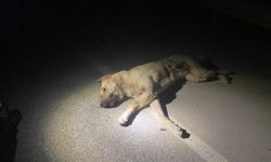 Kahramanmaraş’ta Zehirli Et Vakası: 3 Köpek Öldü, Şüpheli Gözaltında