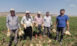 Kahramanmaraş’ta Tarımsal Üretim Depremden Etkilenmedi
