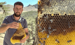 Kahramanmaraş’ta Arıların İzinden Doğal Bal