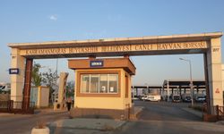 Canlı Hayvan Pazarı Açıldı