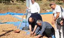 Kahramanmaraş’ta Coğrafi Tescilli Ceviz Hasadı ve İhracatı Başladı