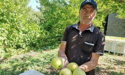 Kahramanmaraş'ta 60 Bin Ton Elma Rekoltesi Bekleniyor