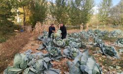Kahramanmaraş’ta Dev Lahanalar Pazara İndi