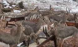 Dünyada Sadece Hatay’da Yaşayan Ceylanlar Karla Buluştu