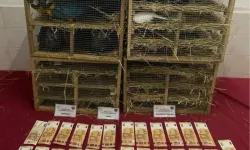 2025'te Kaçak Canlı Hayvan Ticareti Darbe Yedi