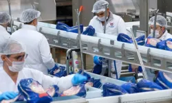 Et ve Süt Kurumu: Aksaklık Yok.. Tüm Teslimatlar Mart Sonunda Tamamlanacak