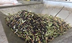 Kahramanmaraş’ta 5 Bin Ton Sızma Zeytinyağı Üretildi