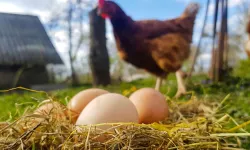 Tavuk Eti ve Yumurtada 'Aralık' Artışı
