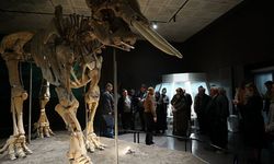 Büyükşehir, Ulu Çınarları Tarihle Buluşturdu