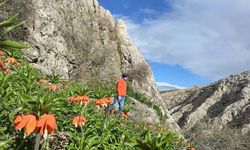 Ters Laleler Açtı! Koparanlara 244 Bin TL Ceza