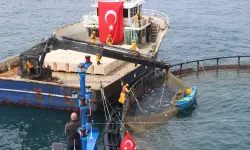 Türk Somonu ihracatta Rekor Yolunda... Üretim 75 Bin Tona Ulaştı
