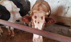 Kahramanmaraş'ta Kurbanlıklar Görücüye Çıktı!