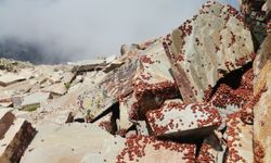 Uludaz Tepesi'nde Uğur Böceği İstilası; Zirve Kırmızıya Büründü