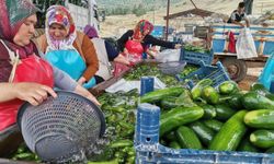 Kahramanmaraş’ta Salatalık Hasadı Heyecanı