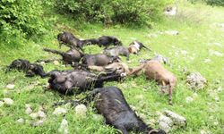 Kahramanmaraş’ta Sürüye Kurt Saldırısı: 6 Koyun Telef Oldu