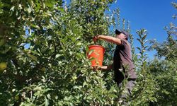 Kahramanmaraş'ta 60 Bin Ton Elma Rekoltesi Bekleniyor