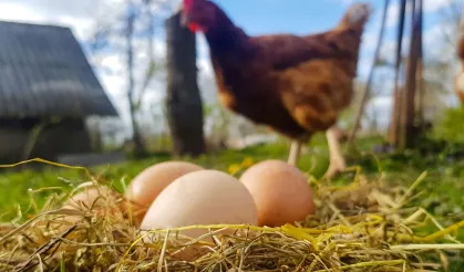 Yumurta Üretimi Azaldı! Tavuk Eti Üretimi Arttı!