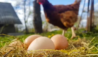 Destekleme ve Fiyat İstikrar Fonu'nda Değişiklik... O Fon Kesintisi Kaldırıldı!