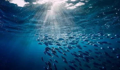 Türkiye O Komisyonda Gözlemci Ülke Oldu